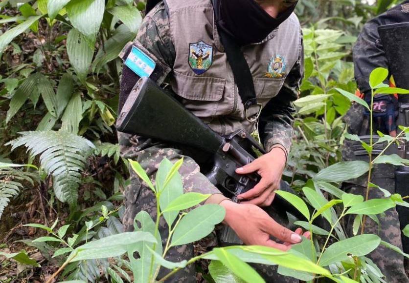 Los obligan o los desplazan ¿Cómo se apropian narcos de tierras para cultivo de coca?