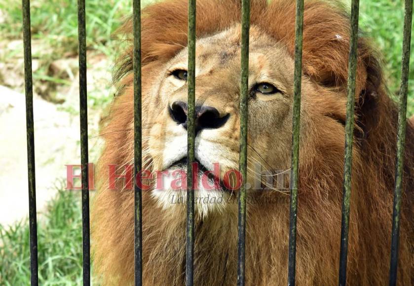 Simba, el gran león del zoológico Rosy Walther que atacó a un imprudente visitante