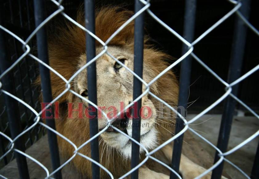 Simba, el gran león del zoológico Rosy Walther que atacó a un imprudente visitante