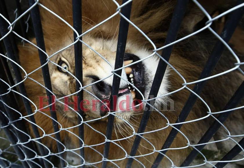 Simba, el gran león del zoológico Rosy Walther que atacó a un imprudente visitante