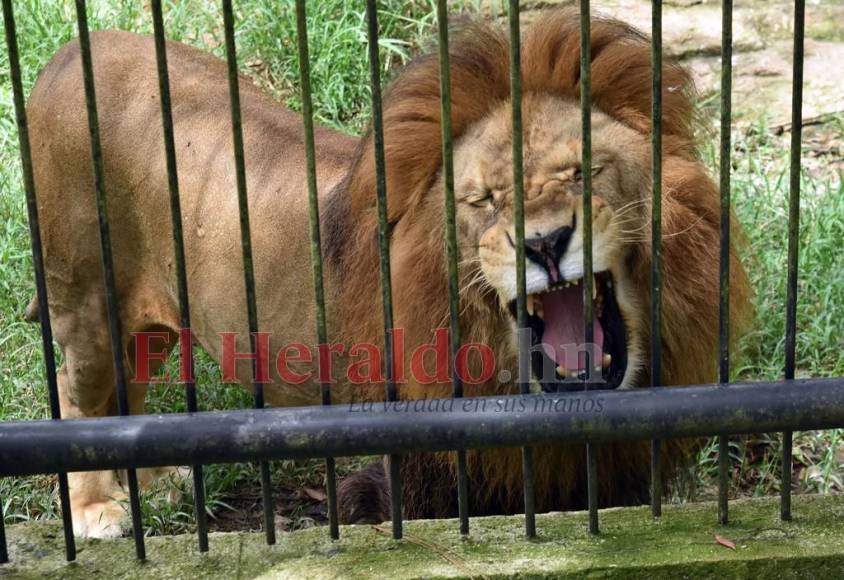 Simba, el gran león del zoológico Rosy Walther que atacó a un imprudente visitante