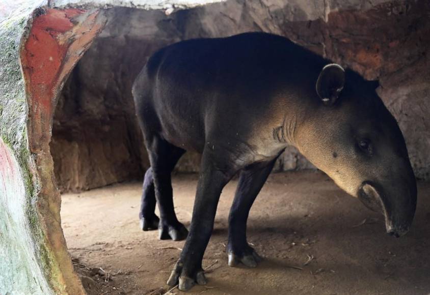 Al borde del colapso: la angustiante realidad de los animales en Joya Grande