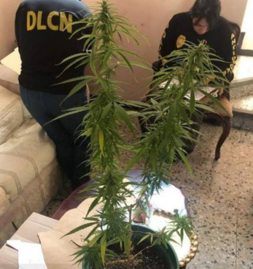 Una planta de marihuana sembrada les fue decomisada.