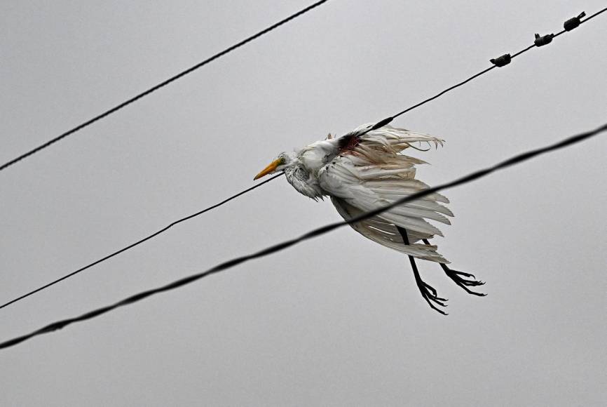 El huracán Idalia es “extremadamente peligroso”; Florida reporta fuertes inundaciones