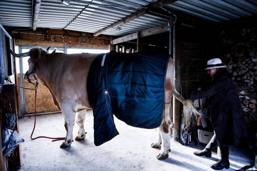 Aston, el gran toro que se cree caballo de una provincia de Francia