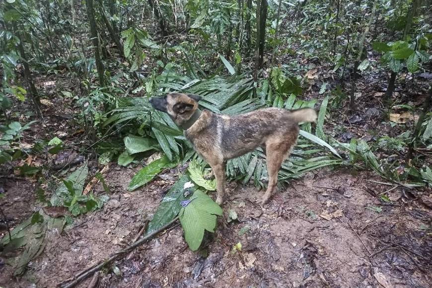 Las desgarradoras pistas que indican que niños perdidos en la selva sobrevivieron al accidente de avioneta ¿Dónde están?