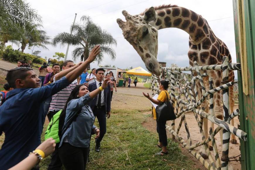 Admirada y consentida por los visitantes: así era la jirafa Big Boy, una valiosa joya de Joya Grande