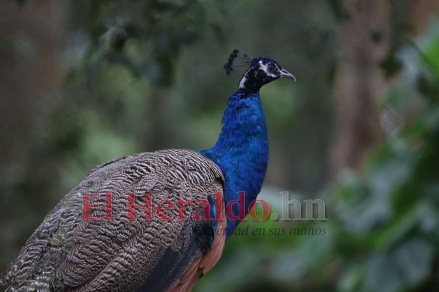 Desde felinos salvajes hasta aves exóticas: un recorrido por la fauna del zoológico Rosy Walther