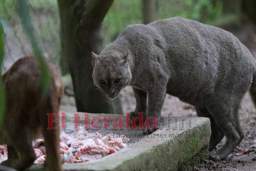 Desde felinos salvajes hasta aves exóticas: un recorrido por la fauna del zoológico Rosy Walther