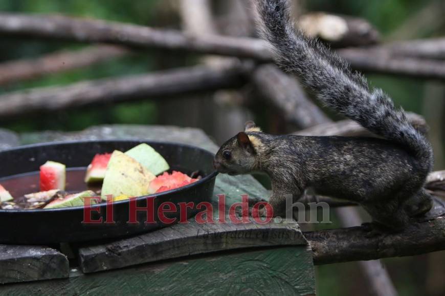 Desde felinos salvajes hasta aves exóticas: un recorrido por la fauna del zoológico Rosy Walther