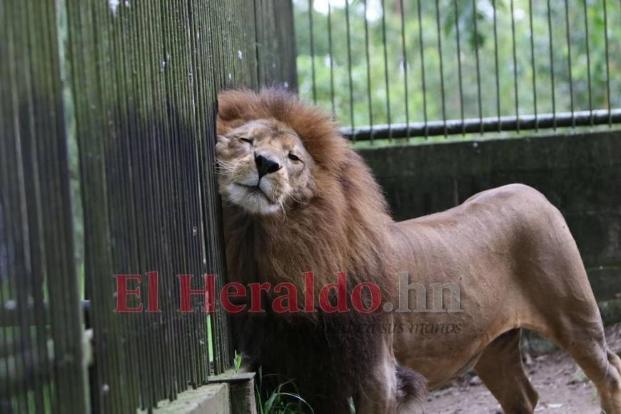 Desde felinos salvajes hasta aves exóticas: un recorrido por la fauna del zoológico Rosy Walther