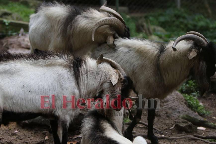 Desde felinos salvajes hasta aves exóticas: un recorrido por la fauna del zoológico Rosy Walther