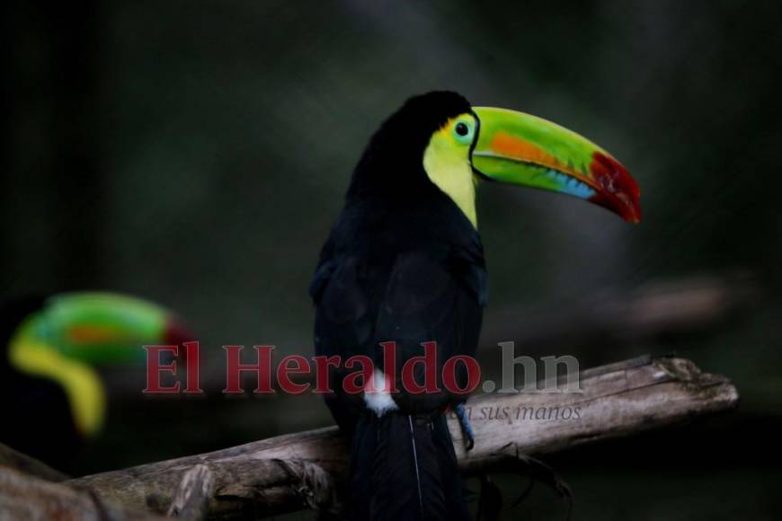 Desde felinos salvajes hasta aves exóticas: un recorrido por la fauna del zoológico Rosy Walther