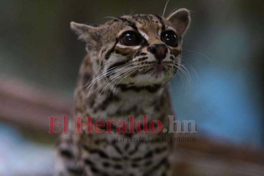 Desde felinos salvajes hasta aves exóticas: un recorrido por la fauna del zoológico Rosy Walther