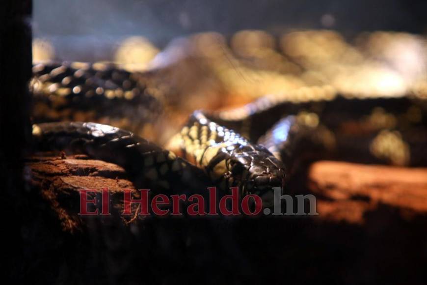 Desde felinos salvajes hasta aves exóticas: un recorrido por la fauna del zoológico Rosy Walther