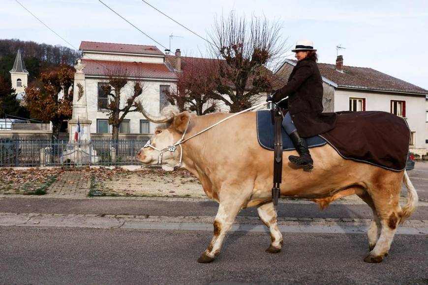 Aston, el gran toro que se cree caballo de una provincia de Francia