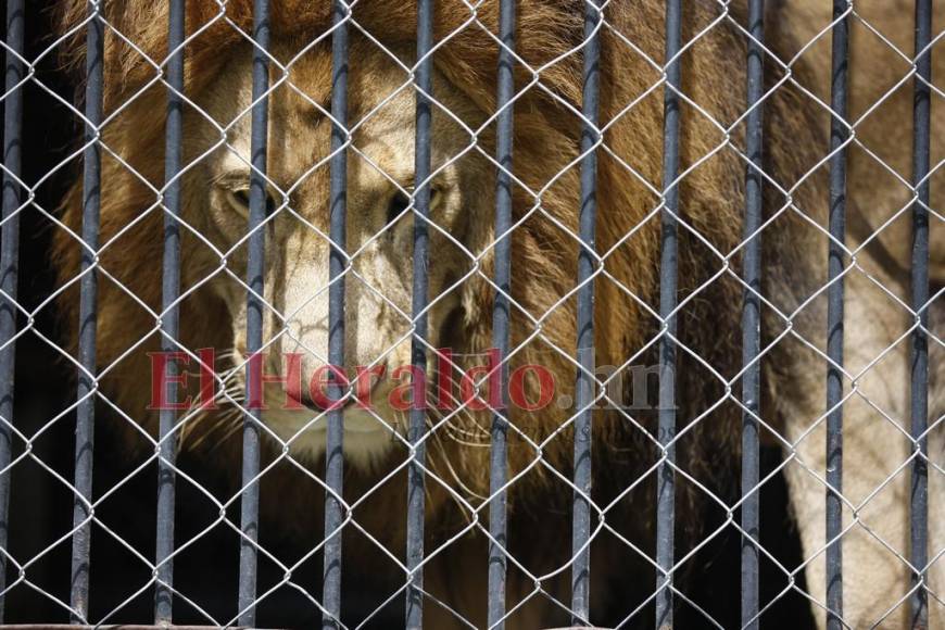 Simba, el gran león del zoológico Rosy Walther que atacó a un imprudente visitante