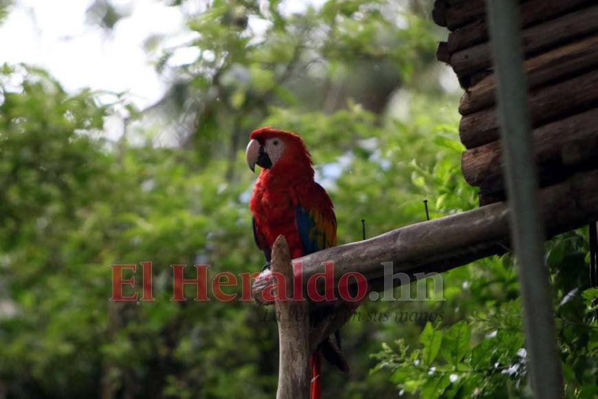 Desde felinos salvajes hasta aves exóticas: un recorrido por la fauna del zoológico Rosy Walther