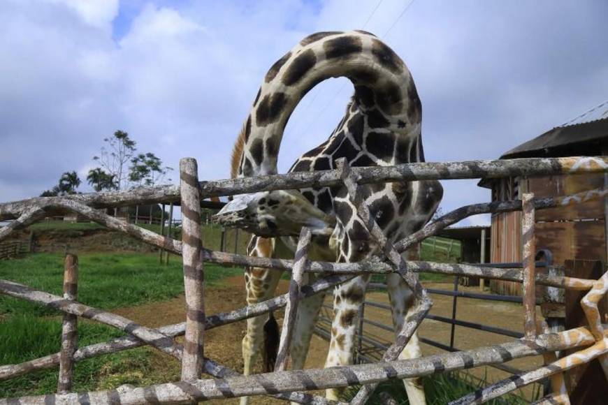 Admirada y consentida por los visitantes: así era la jirafa Big Boy, una valiosa joya de Joya Grande