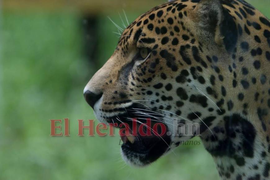 Desde felinos salvajes hasta aves exóticas: un recorrido por la fauna del zoológico Rosy Walther