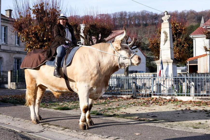 Aston, el gran toro que se cree caballo de una provincia de Francia