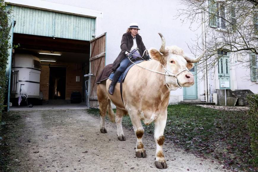 Aston, el gran toro que se cree caballo de una provincia de Francia