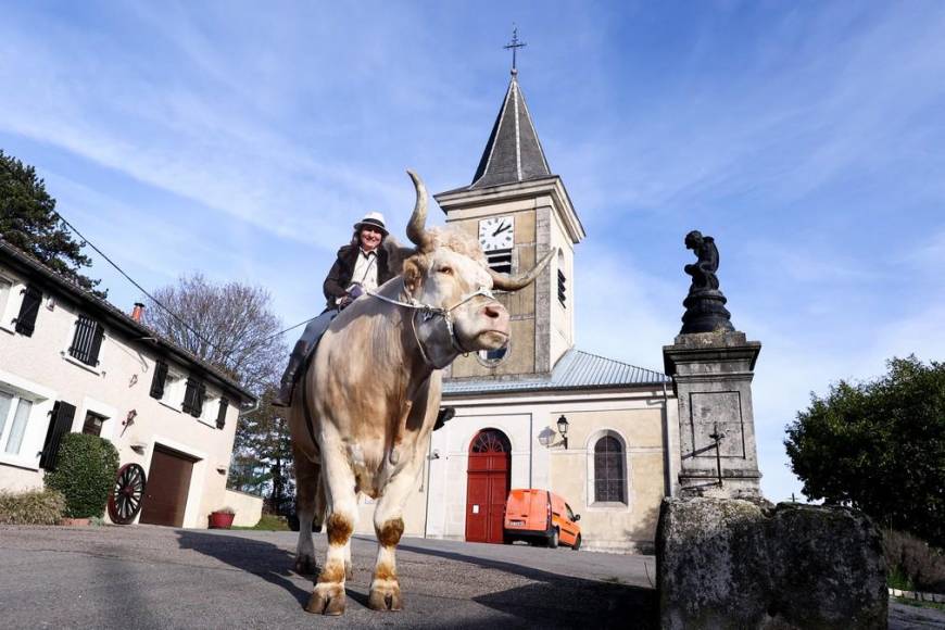 Aston, el gran toro que se cree caballo de una provincia de Francia