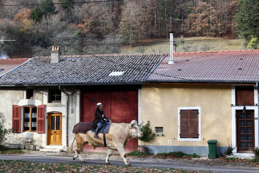 Aston, el gran toro que se cree caballo de una provincia de Francia