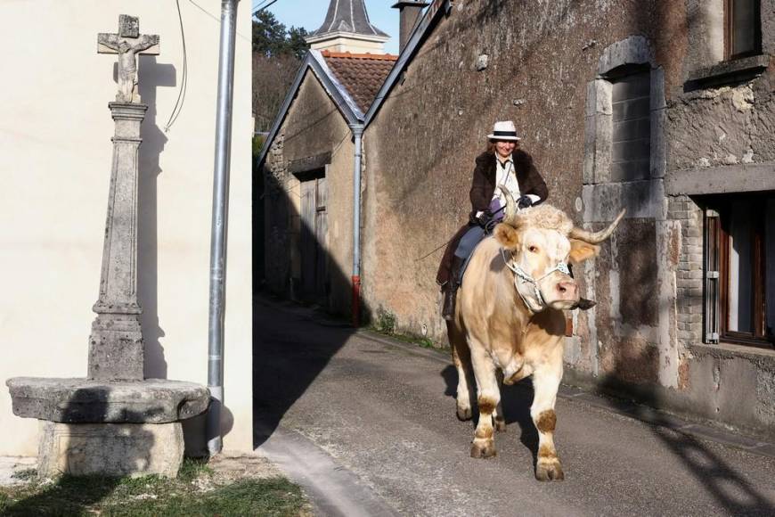 Aston, el gran toro que se cree caballo de una provincia de Francia