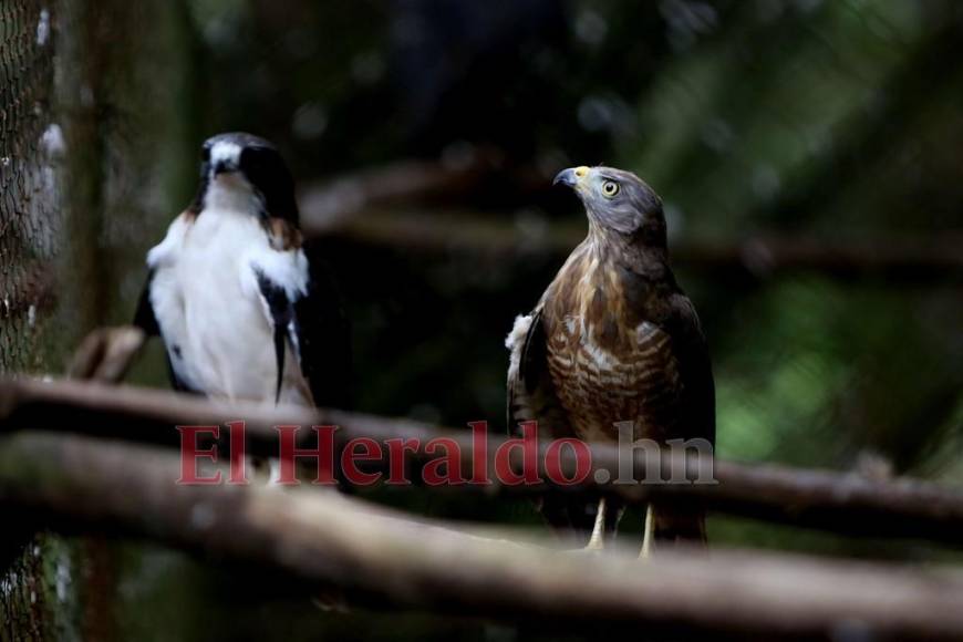 Desde felinos salvajes hasta aves exóticas: un recorrido por la fauna del zoológico Rosy Walther