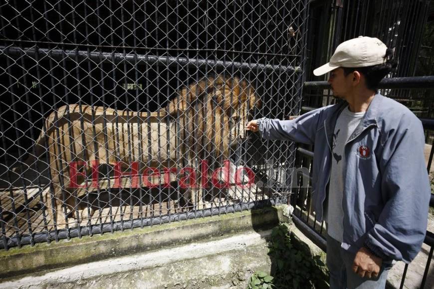 Simba, el gran león del zoológico Rosy Walther que atacó a un imprudente visitante