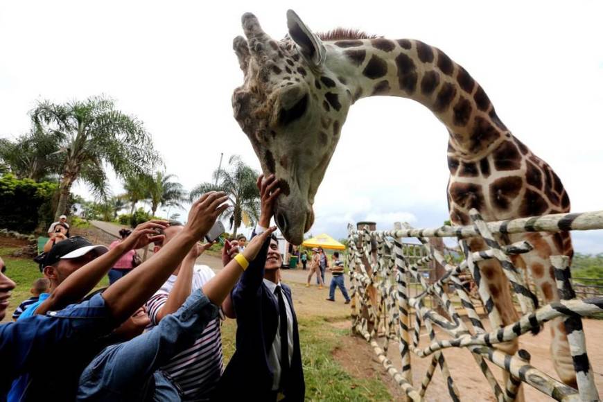 Admirada y consentida por los visitantes: así era la jirafa Big Boy, una valiosa joya de Joya Grande