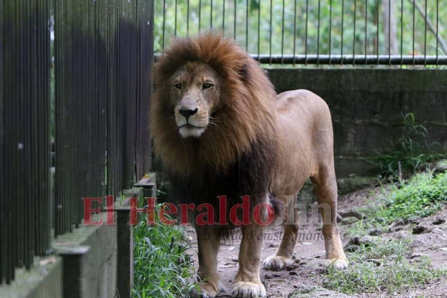 Desde felinos salvajes hasta aves exóticas: un recorrido por la fauna del zoológico Rosy Walther