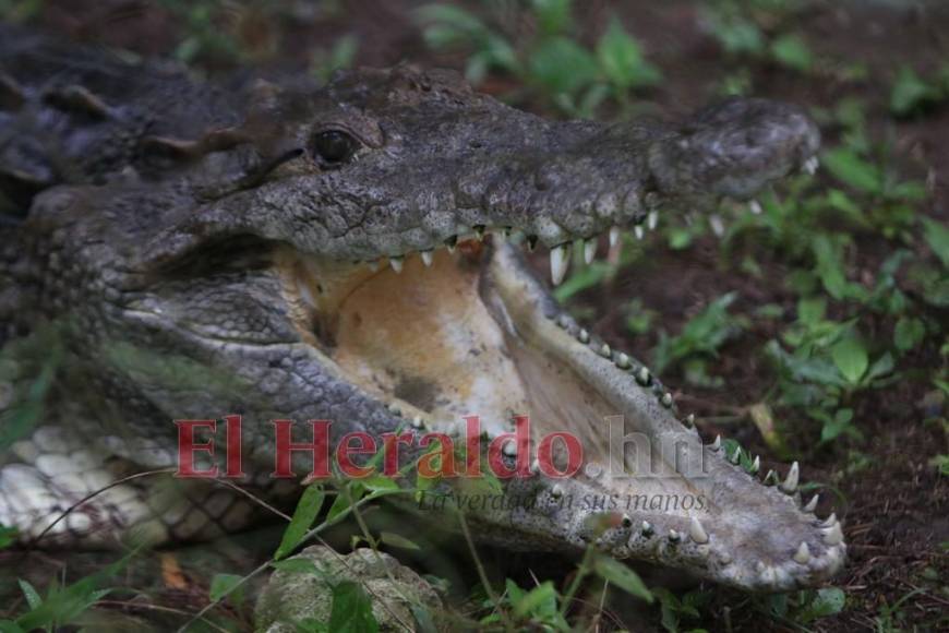 Desde felinos salvajes hasta aves exóticas: un recorrido por la fauna del zoológico Rosy Walther