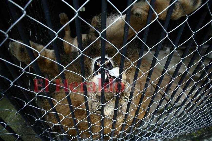 Simba, el gran león del zoológico Rosy Walther que atacó a un imprudente visitante