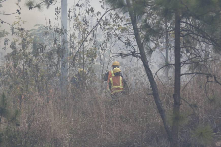 Así consume el bosque incendio desatado en el cerro de Uyuca