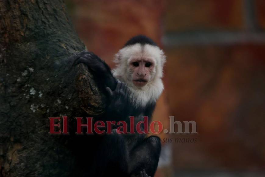 Desde felinos salvajes hasta aves exóticas: un recorrido por la fauna del zoológico Rosy Walther