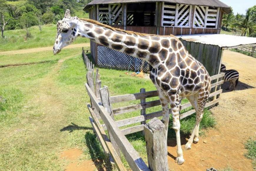 Admirada y consentida por los visitantes: así era la jirafa Big Boy, una valiosa joya de Joya Grande