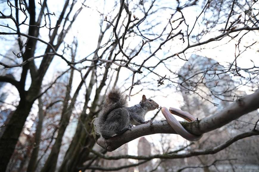 El Escudo Nacional y pedalear con un zoológico: las curiosidades que encontramos en Nueva York