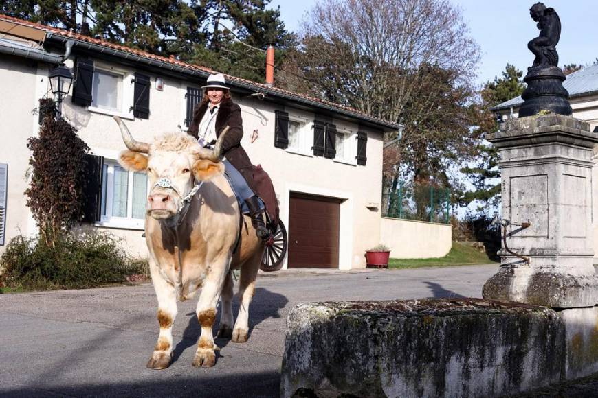 Aston, el gran toro que se cree caballo de una provincia de Francia