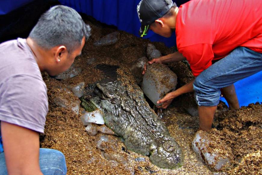 Lolong: La historia del cocodrilo más grande del mundo en cautiverio