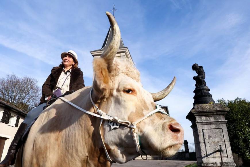 Aston, el gran toro que se cree caballo de una provincia de Francia