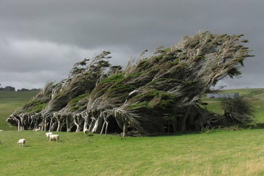 Los 16 árboles más impresionantes del mundo