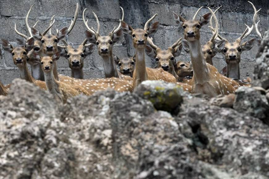 Al borde del colapso: la angustiante realidad de los animales en Joya Grande