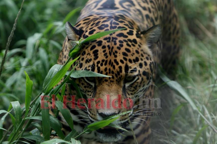 Desde felinos salvajes hasta aves exóticas: un recorrido por la fauna del zoológico Rosy Walther