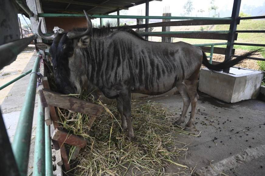 Al borde del colapso: la angustiante realidad de los animales en Joya Grande