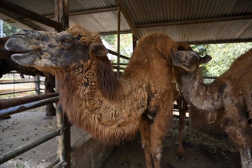 Al borde del colapso: la angustiante realidad de los animales en Joya Grande