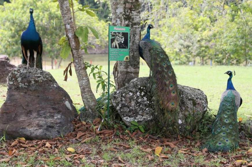 Así es “Hacienda Nápoles”, el zoológico que Pablo Escobar tuvo en su mansión de Colombia