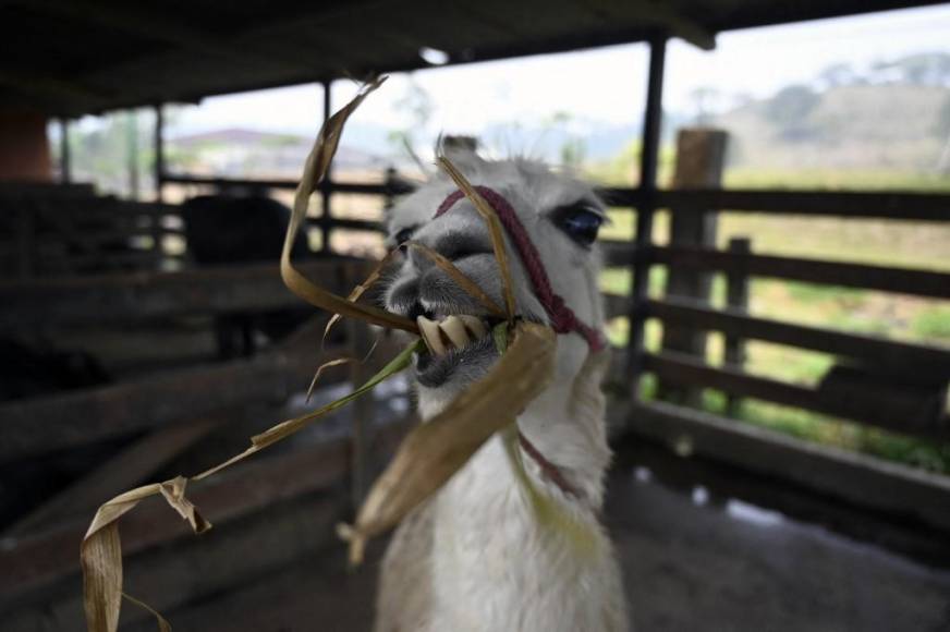 Al borde del colapso: la angustiante realidad de los animales en Joya Grande