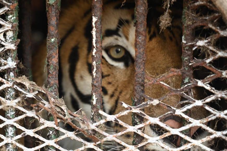 Al borde del colapso: la angustiante realidad de los animales en Joya Grande